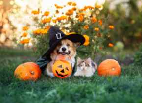 Picture for category Halloween